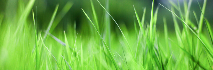 green grass background,the sun shines through the grass, texture