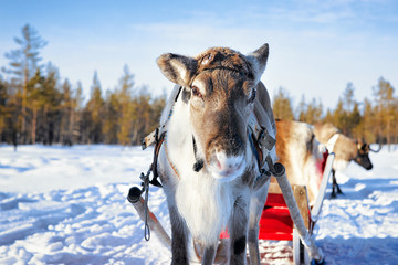 Reindeer with sledding at winter forest in Lapland Northern Finland