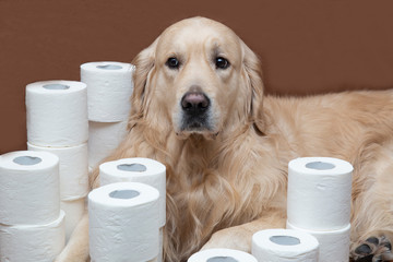 Toilet paper and a Golden Retriever.White toilet paper on a brown background with a dog. A few...