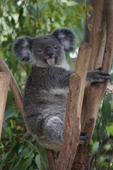 Fototapeta na wymiar Koala