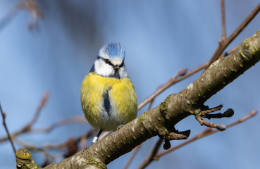 Blue tit sitting on a branch.
