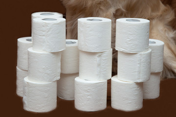 Toilet paper and a Golden Retriever.White toilet paper on a brown background with a dog. A few rolls.