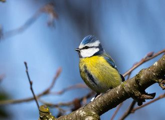 Blue tit sitting on a branch.