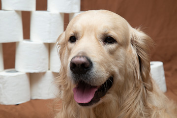 Toilet paper and a Golden Retriever.White toilet paper on a brown background with a dog. A few rolls.