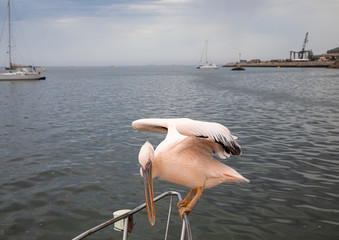 A pelican is balancing on a railing on a boat at Walfis Bay in western Namibia
