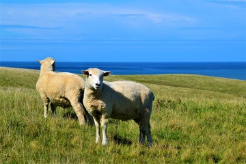 Fototapeta premium sheep