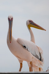 Two pelicans on a boat at Walfis Bay in western Namibia