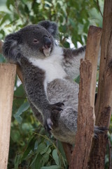 Fototapeta na wymiar Sleepy koala