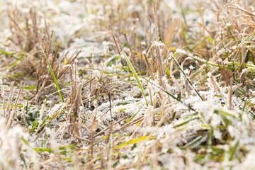 The frost on the grass in late autumn in daylight.