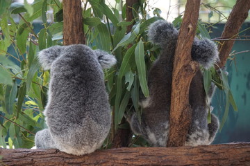 Koalas back