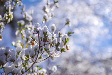 玉ボケを背景にした雪景色