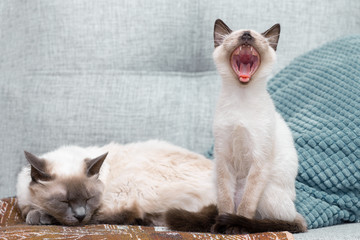 The cat sleeps on the sofa, next to it the kitten sits and yawns widely.