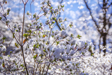 玉ボケを背景にした雪景色