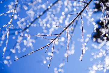 枝についた雪解けのしずく