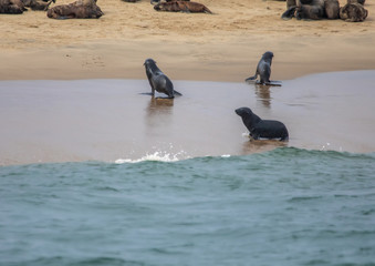 A group of Cape Fur Seals laying on a sandbank at the Atlantic Ocean near Walfis Bay in western Namibia