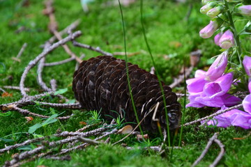 Obraz premium nature