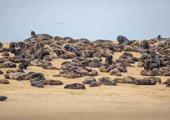 Fototapeta na wymiar A group of Cape Fur Seals laying on a sandbank at the Atlantic Ocean near Walfis Bay in western Namibia