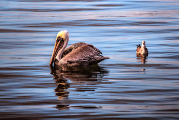 Pelican and Duck