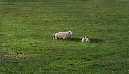 Fototapeta premium Sheep and lambs on green grass pasture on Sylt island