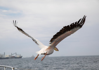 Fototapeta na wymiar Flying pelican at the Atlantic Ocean near Walfis Bay in western Namibia