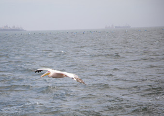 Flying pelican at the Atlantic Ocean near Walfis Bay in western Namibia