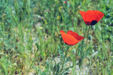 Landscape nature- red poppy