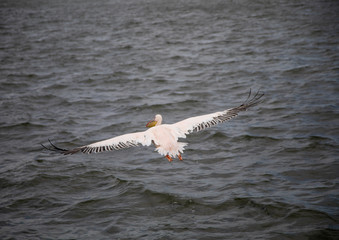 Flying pelican at the Atlantic Ocean near Walfis Bay in western Namibia