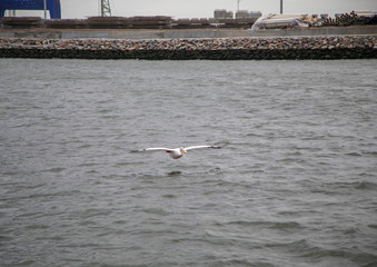 Flying pelican at the Atlantic Ocean near Walfis Bay in western Namibia