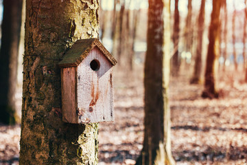 old bird house nailed on a tree in a spring forest, handmade