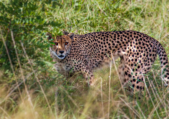 A Cheetah is standing in the savannah grass near a major road through the Caprivi-Strip in Namibia