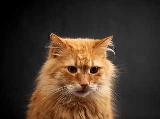 Fototapeta na wymiar portrait of adult ginger cat with big white mustache