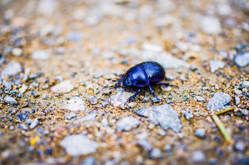 Dung beetle in the forest in the macro