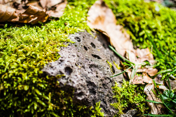 Stamm und Zweig eines Baumes in einem deutschen Wald