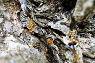 Tree sap on bark