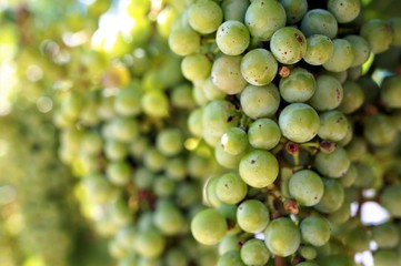 Vineyard Grapes