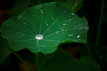 rain