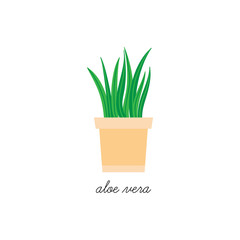 Aloe vera vector illustration graphic. Hand drawn cute herb, succulent indoor plant in pot. Isolated.