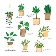 Cute home plants vector illustration set. Hand drawn outlined indoor plants, easy to keep alive, collection. Isolated.