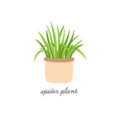 Spider plant, chlorophytum comosum vector illustration graphic. Hand drawn cute indoor plant in pot. Isolated.