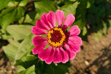 Purple-pink zinnia with yellow crown in the center, growing in the garden, top view