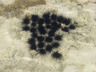  sea ​​urchin