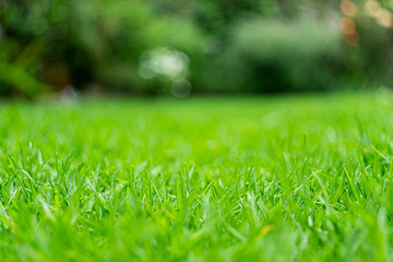 Naklejka premium Pasto