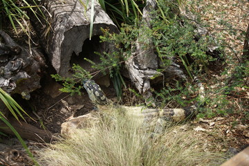 Australian lizard at Lone Pine Koala Sanctuary