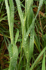Green blades of grass with drops of water after rain, top view