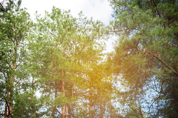 High, lush pine in the woods spring in the afternoon.