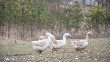Flock Of Geese Grazing Grass