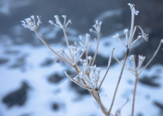 Dried flowers in a meadow