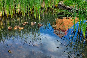 wildlife ducks swimming in the pond with water reflection