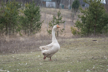 Flock Of Geese Grazing Grass