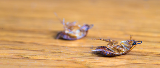 Two dead cockroaches on the wooden floor